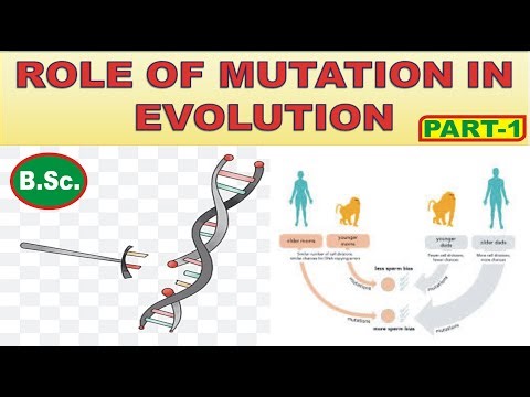 ROLE OF MUTATION IN EVOLUTION #mutation #evolution #universityofallahabad #biology #notes #zoology
