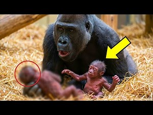 Zookeepers Filmed Gorilla Giving Birth. Then She Did the UNTHINKABLE!