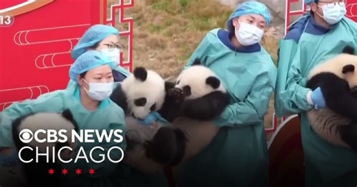 Panda cubs in China make their TV debut