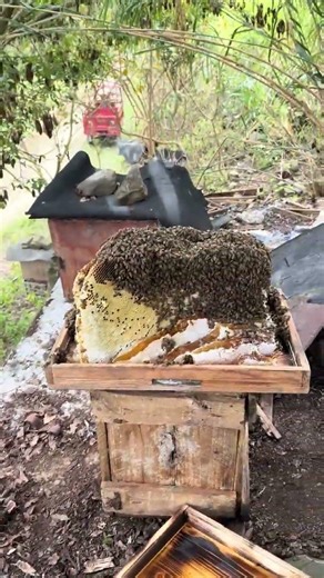 This is my native honeybee hive, kept in a wooden box. #bee #honey