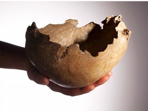 The seven best bits of the Natural History Museum - things to find in London museums