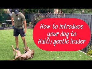 Introducing your dog to a head harness (halti). #dog #dogtraining #dogobedience