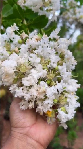 🌸 Crape Myrtle White (Tree Form) – Rare Flowering Tree Now Available | Reemz Basket 🌿