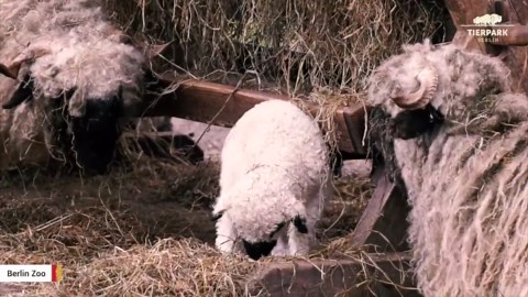 Meet an adorable lamb at the Berlin Zoo