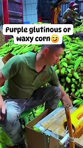 Purple glutinous or waxy corn #purplecorn #corn #mais #glutinous | Shirley Chavez Mendoza