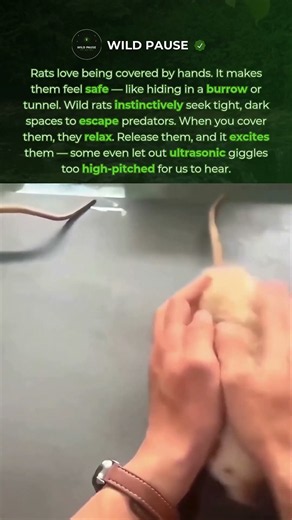 Why Rats Love Being Covered by Hands 🐭 #shorts