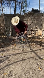 El abuelo gallero 🤠 | Galleros.com