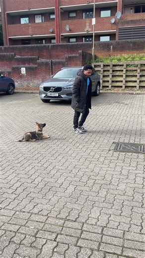 Effective Puppy Training: Down Stay for Your German Shepherd