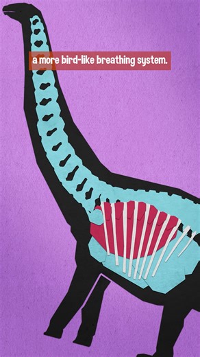 YDAWtheShow on Instagram: "No, Dinosaur Size Wasn't Just the Oxygen "If somebody tells you that this one particular mechanism is so important that other drivers aren't even worth considering, mistrust them. They are telling you to stop being curious." Sauropods like Apatosaurus, Brontosaurus, Diplodocus, etc. did not grow so large just because there was more oxygen in the atmosphere in the distant past. It's an incorrect 'fact' that gets repeated way more than it should. Check out our merch and 