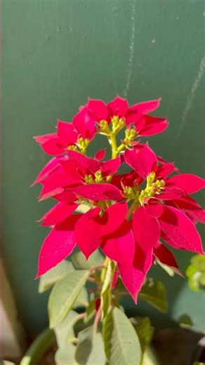 Flower varieties show 🌸 a celebration of colors, blooms, and natural beauty. #shorts #flowers