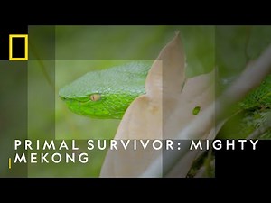 Hazen Audel Meets a Wild Pit Viper | Primal Survivor: Might Mekong | National Geographic UK