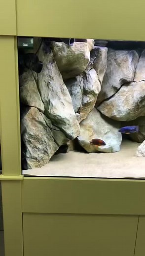 Realistic 3D Background Ideas for Aquascaping