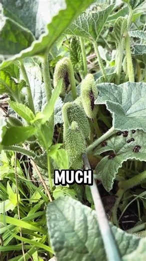 Touch This Plant and It Explodes! #sehar