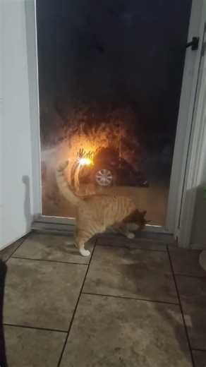 kitty window kleaners.