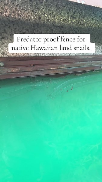 Predator Proof Fence for Hawaiian Land Snails Explained