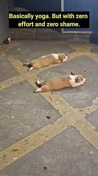 When Your Dog Goes Full Sploot Mode 🤣🐶