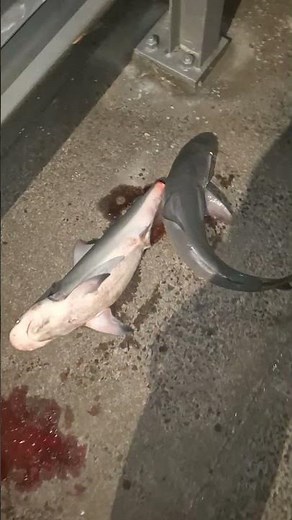 Bull Sharks are breeding a week or 2 early here... good feed