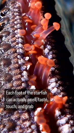 19K views · 62 reactions | Starfish use these feet to eat by grabbing their prey and shoving it directly into their mouths. #starfish #seastar #underthesea #feet #ocean #wildlife #earth #tubefeet #sealife #marinelife #marinelifephotography #nature #naturephotography #outdoors | Naturalist's Guide | Facebook