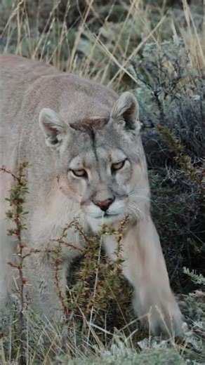 Puma Caught on Camera! Wild Encounter in Grassy Field #shorts