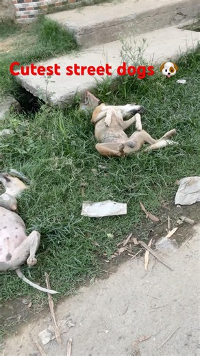 Cutest street dogs 🐶 Pluto | #736 #pluto #shortvideo #streetdog #traning