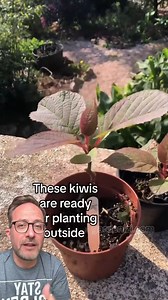 6.1K views · 70 reactions | A kiwi band for a kiwi fruit. (I know they are also partly Aussie) How to grow a kiwi from the supermarket. This is a fun and fairly easy fruit to grow. Most kiwis require both male and female plants for pollination in order to produce fruit, so grow a few seedlings to increase your chances #growyourgroceries #gardeningforbeginners #growyourownfruit | Garden Lovers | Facebook