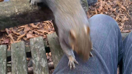 A lovely Friday with Buttercup, Daisy, Goldie, Roger and Bowie! | Merlin the Magic Squirrel and friends