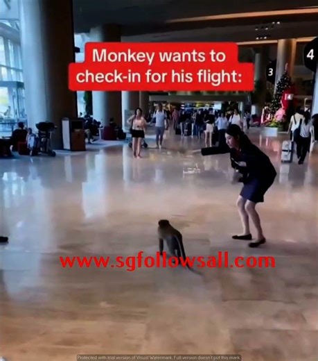 Monkey wants to check into Singapore airport