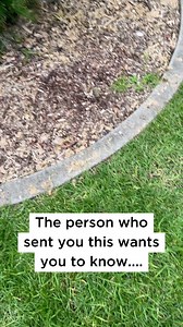 Tag the Wollemi pine in your life. 💚 Wollemi pine is a critically endangered Australian tree, which only grows wild in a small area northwest of Sydney. It was recognised as new to science in 1994, and for the next decade it was grown only in botanic gardens, sometimes even in protective cages to prevent theft. In 2005, due to huge public interest, Wollemi pine was made available to home gardeners around the world. Together with Botanic Gardens of Sydney, we've now surveyed these accidental cit