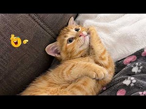 Best Cat Videos 🐈 | The Funniest Cat Moments You Need to See Today 🤣😹