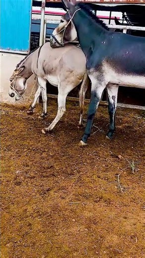 Funniest Donkey Ever Donkey Training the fun way 2234