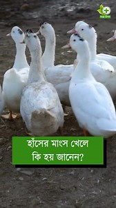 2.8M views · 26K reactions | হাঁসের মাংস খেলে কি হয় জানেন #healthtips #tips #duck #reelsviral #viralreels | স্বাস্থ্য টিপস | Facebook