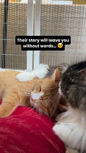 These two incredible cats are still searching for where they belong… Ray, the handsome orange boy, was found outside starving, alone, and clearly once someone’s beloved companion while Big, our fluffy longhair, comes from a devastating background. He lived outdoors until a kind couple took him in but when both of them became ill, they could no longer care for him. Somehow, these two found their way to each other and became best friends ever since. They groom, snuggle, and stay side-by-side, gett