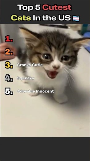 Top 5 Cutest Cats in the US