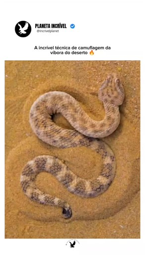 PLANETA INCRÍVEL on Instagram: "A víbora-do-deserto é um exemplo impressionante de como a natureza aperfeiçoou a camuflagem como estratégia de sobrevivência. Um dos comportamentos mais eficientes dessa camuflagem é o enterramento parcial. A víbora se movimenta com um leve movimento lateral e afunda o corpo na areia solta, deixando apenas os olhos e o topo da cabeça expostos. Assim, ela consegue observar tudo ao redor sem ser notada. Além disso, a víbora permanece completamente imóvel por longos 