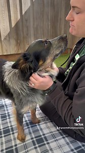 21K views · 1.5K reactions | Meet Utah, the sweetest pup looking for...