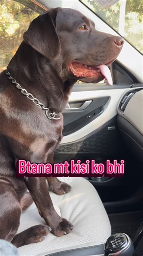 #viraldogreels #memereels😂 #meme #dogposts #coldweather❄️ #travelmeme #travellerdog | Alfie Cute Labrador