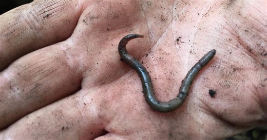 Invasive worms found in at least 34 states