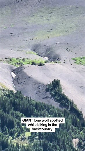 Giant Lone Wolf Sighting: Epic Backcountry Biking Adventure