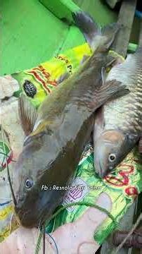 Jungle River Fishing: Boat Trip & Big Catfish Catch! 🐟