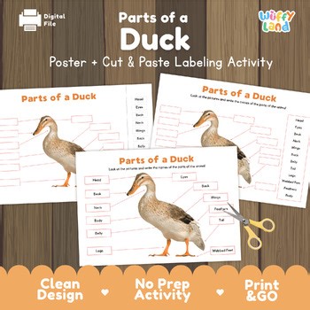 Parts of a Duck Anatomy Poster | Bird Labeling Activity | Pond Life Science Work