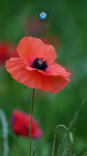 REMEMBRANCE SUNDAY AT ST JOHN'S YEADON Join us at 10.30am on Sunday...