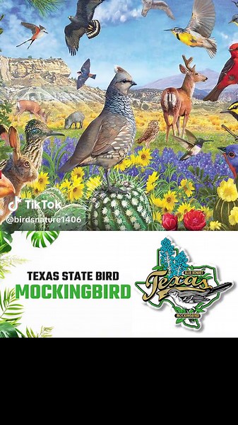 Mockingbird - Texas State Bird #mockingbird #texasstatebird #texasbirds #birdoftiktok