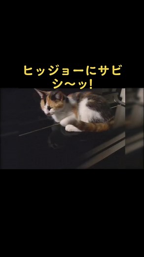 日本コメディ界の巨星、財津一郎を偲んで