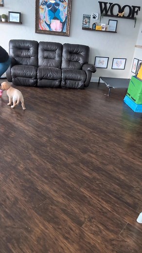 Abby 🩷 ✨ Leash Manners ✨ Oye, my achin’ back! 😂 Okay okay… I’m mostly kidding... my back is fine (for now 😅). We’re continuing to work on our leash manners! At this stage, I’m now only using intermittent rewards and the pups only earn a treat when we stop walking and they offer me a polite sit. Everyone’s doing great and progressing beautifully 💕 | SW Retrievers