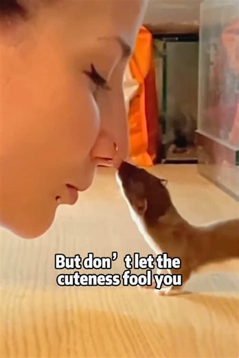 Meet the Least Weasel: The Tiny Predator of Nature