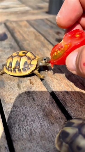 Before And After Amazing Animal Transformation!! #33🔥🔥🔥#AnimalTransformation #BeforeAfter