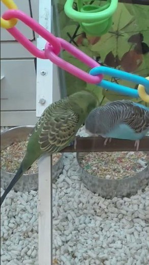 Birds kissing at a petsmart