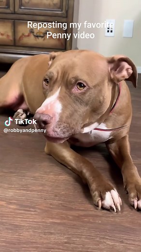 Reposting my favorite Penny video of all time.