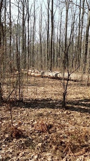 #forest A large pine tree has uprooted in the forest