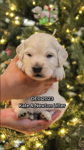 Mini Golden Retriever Puppies 1 Year After!